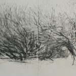 Saules – Encre, graphite et fusain 40×80 cm 2013